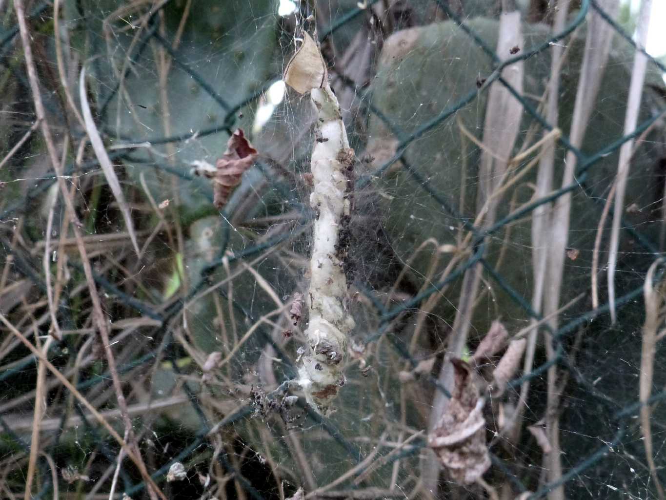 Cyrtophora citricola: fine del ciclo vitale - Ostia (RM)